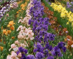 Tapeta Nature Flowers 635.jpg